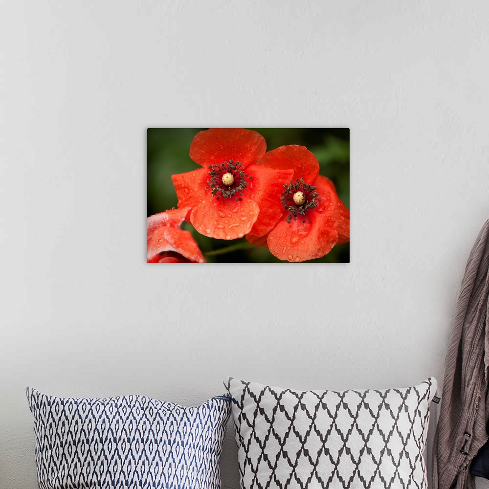 A bohemian room featuring Red Shirley poppy flowers after rain