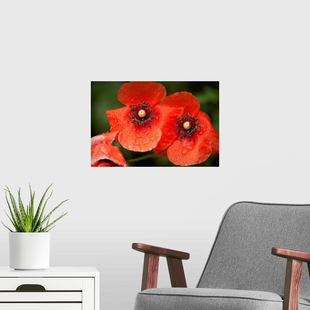 A modern room featuring Red Shirley poppy flowers after rain