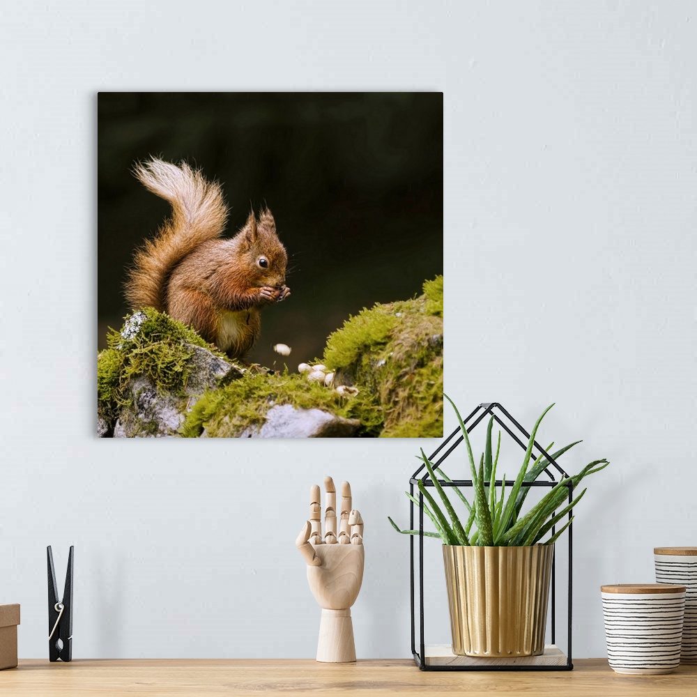 A bohemian room featuring Red squirrel eating monkey nuts in yorkshire dales national park on mossy wall.