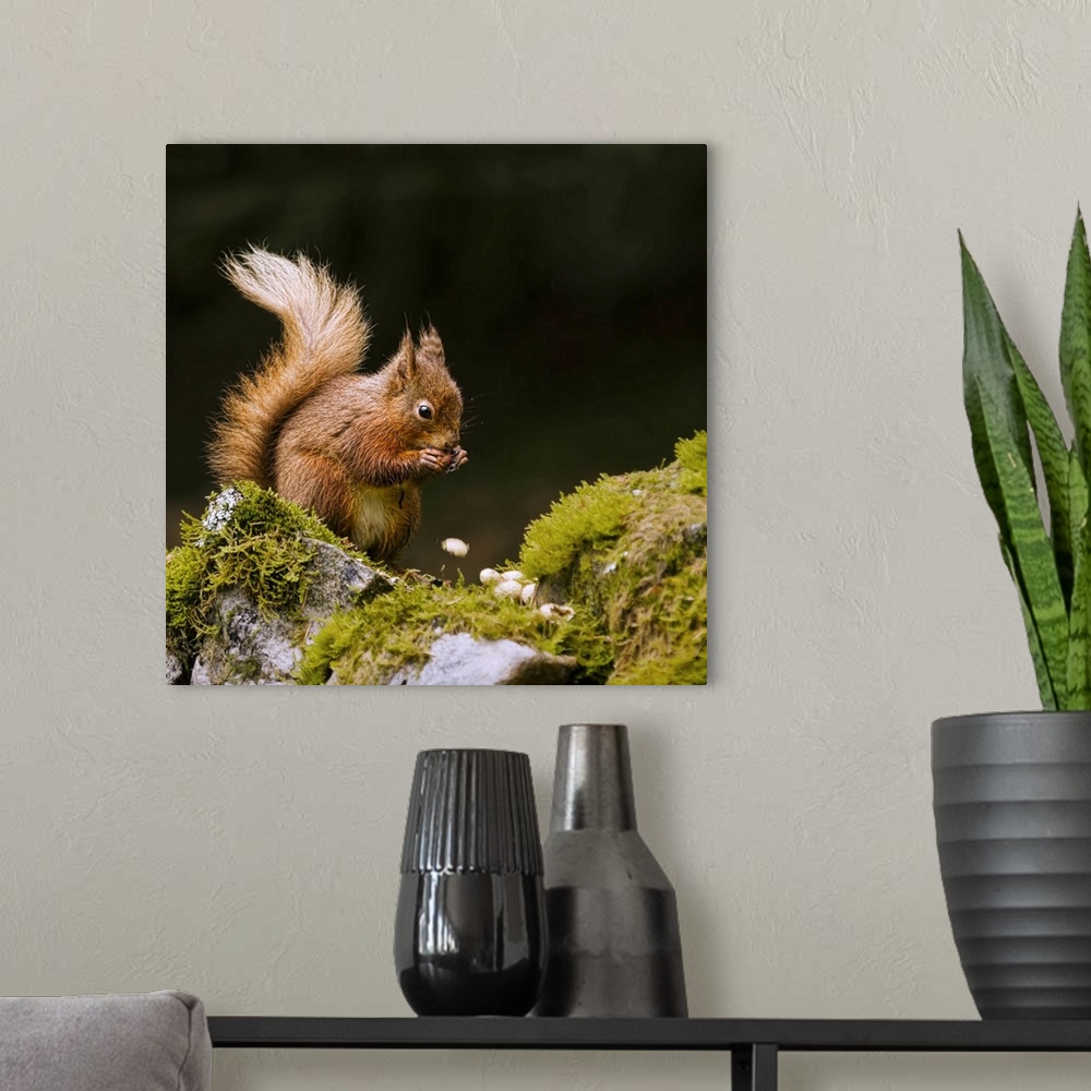 A modern room featuring Red squirrel eating monkey nuts in yorkshire dales national park on mossy wall.