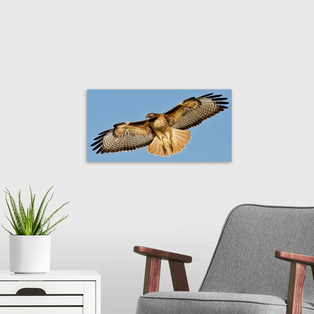 A modern room featuring Red-tailed Hawk Searching for Prey