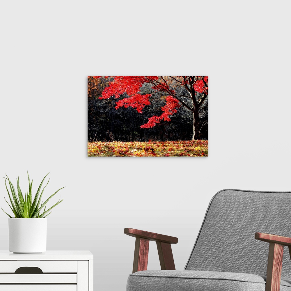 A modern room featuring Red tree