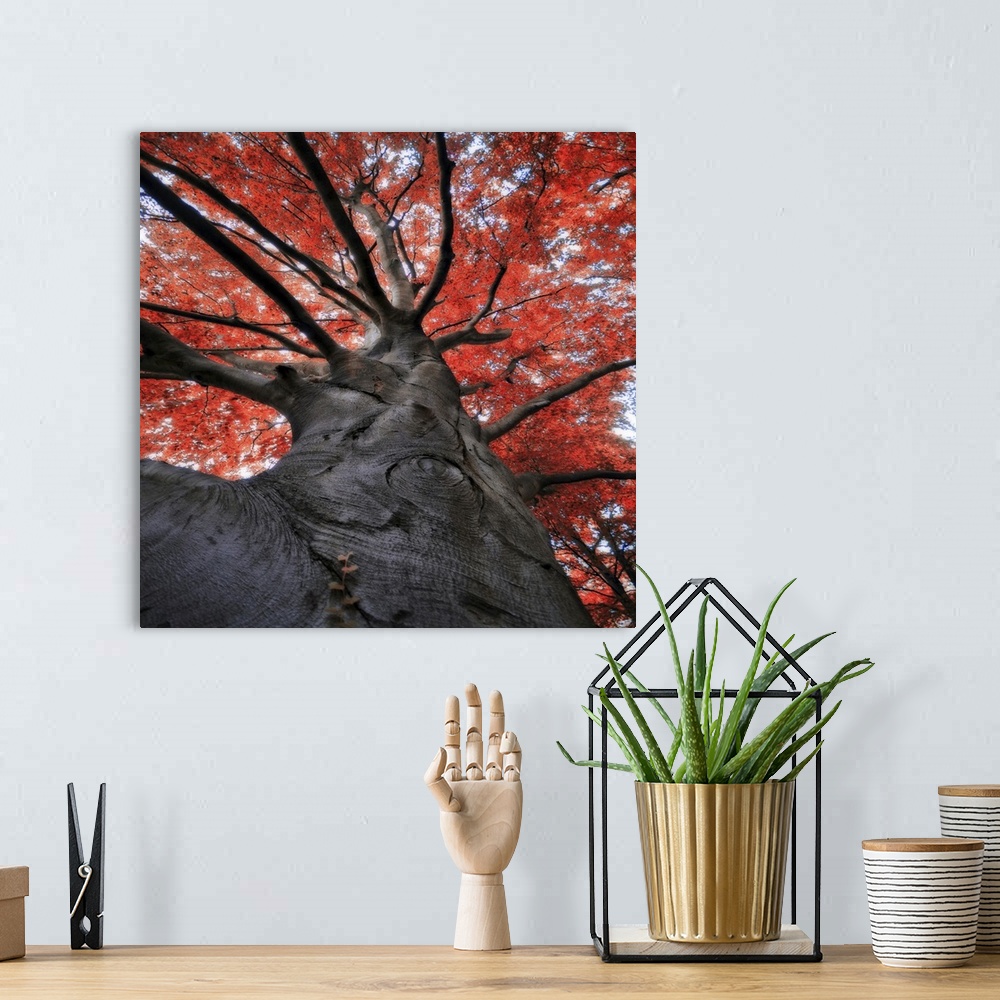 A bohemian room featuring Red tree in autumn