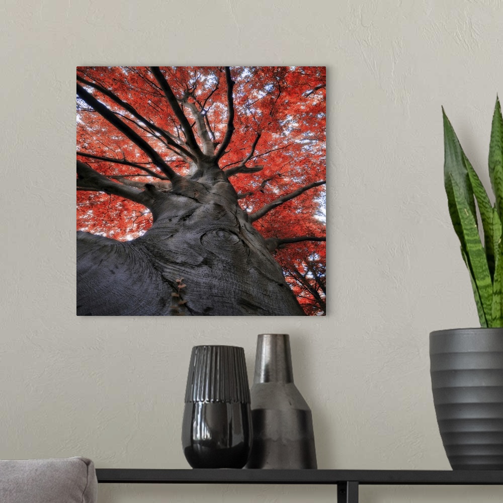 A modern room featuring Red tree in autumn