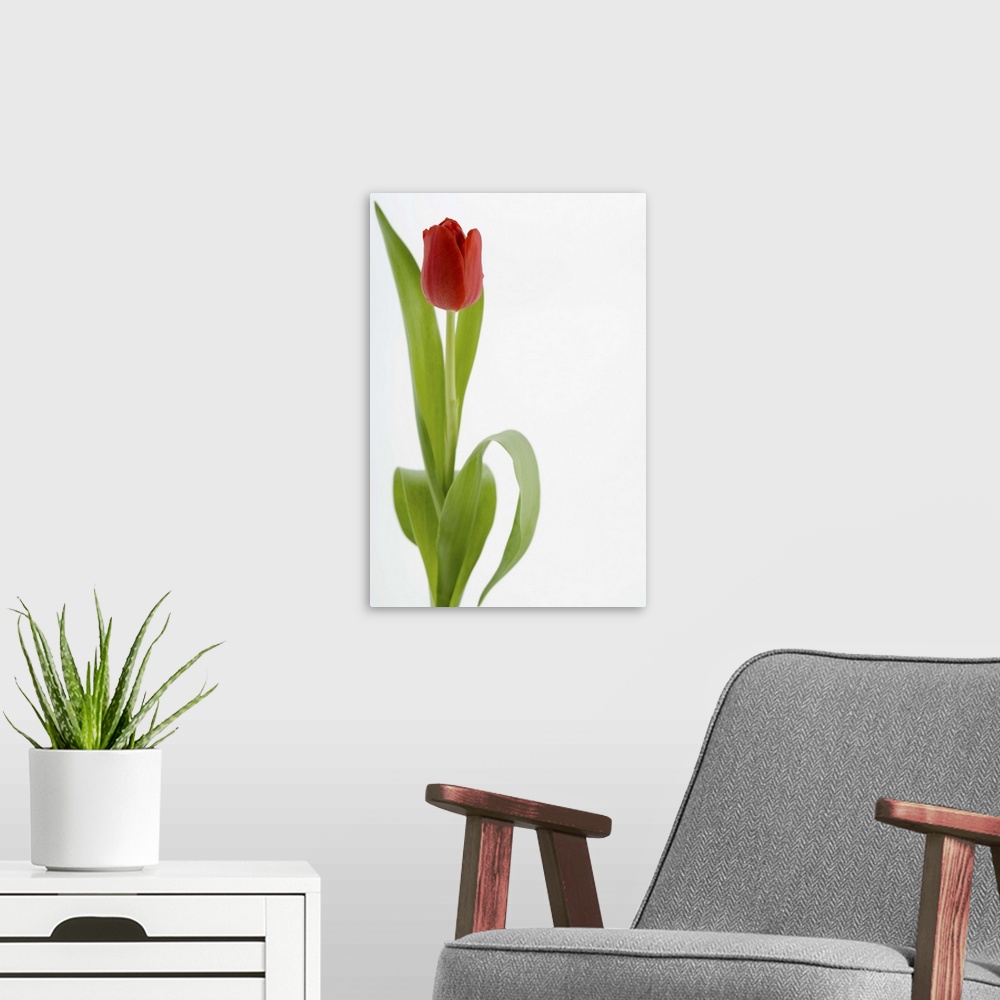 A modern room featuring Red tulip