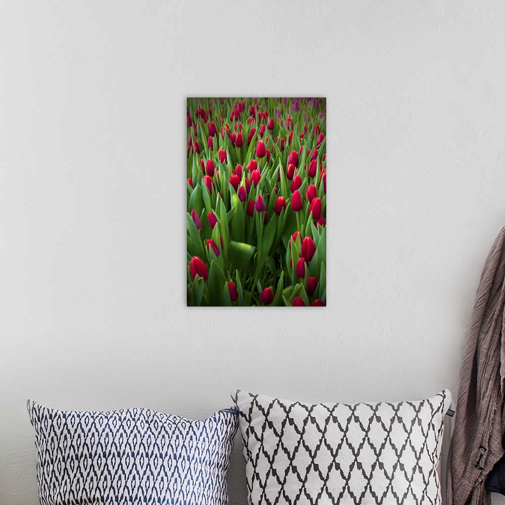 A bohemian room featuring Red tulip field.