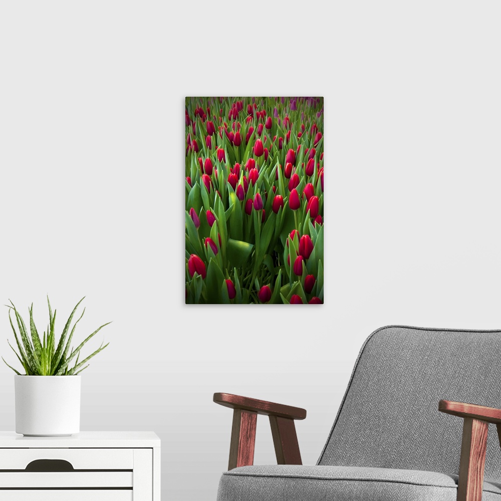 A modern room featuring Red tulip field.