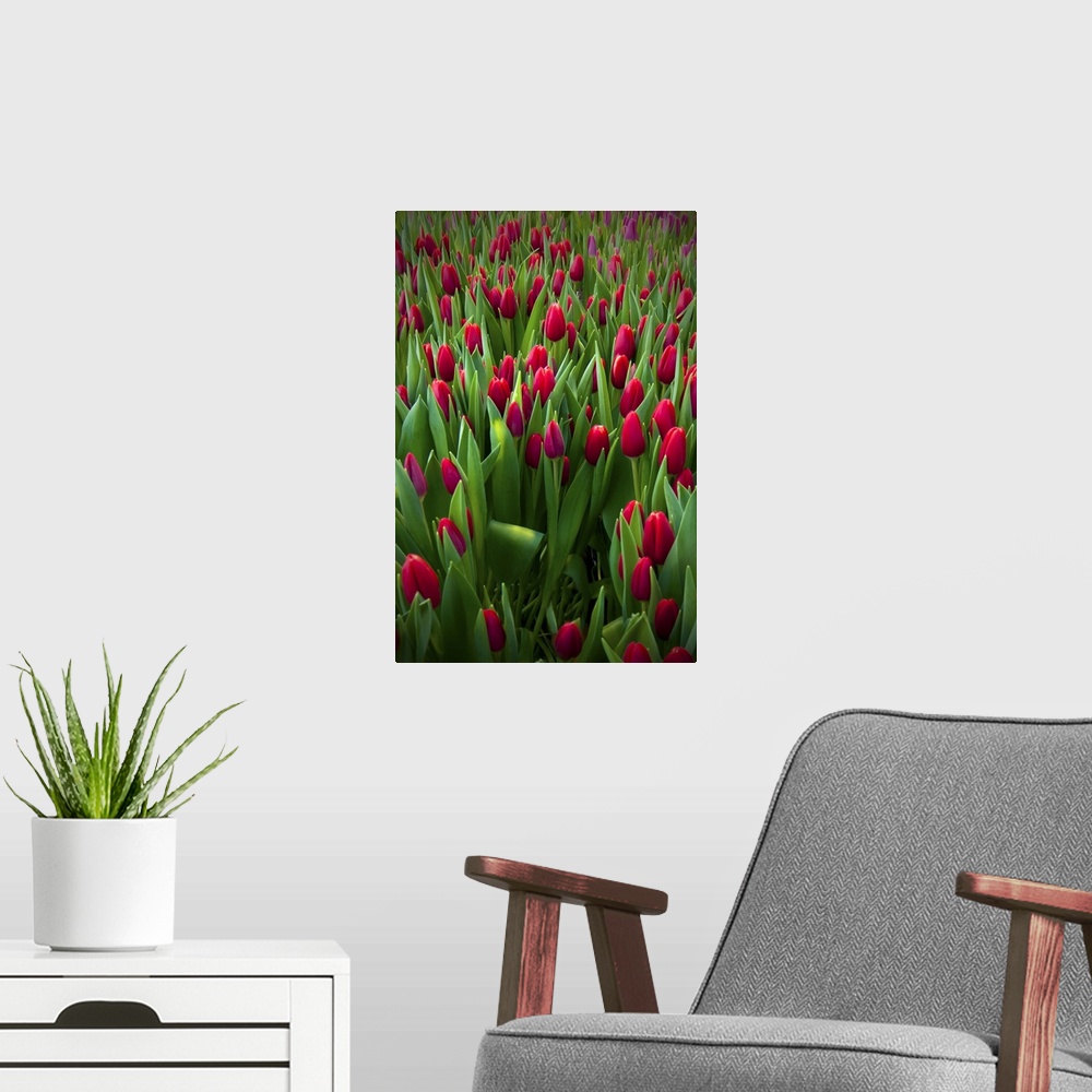A modern room featuring Red tulip field.