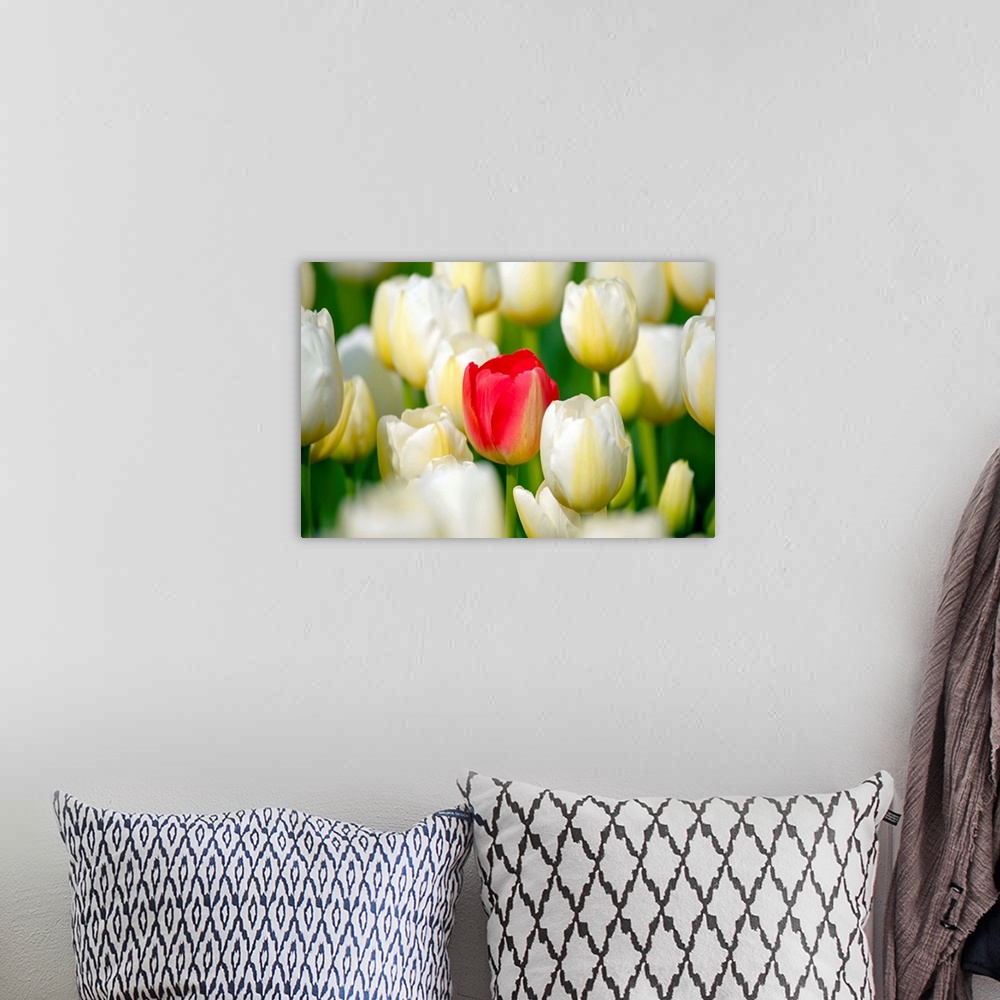 A bohemian room featuring Red Tulip In A Field Of White Tulips