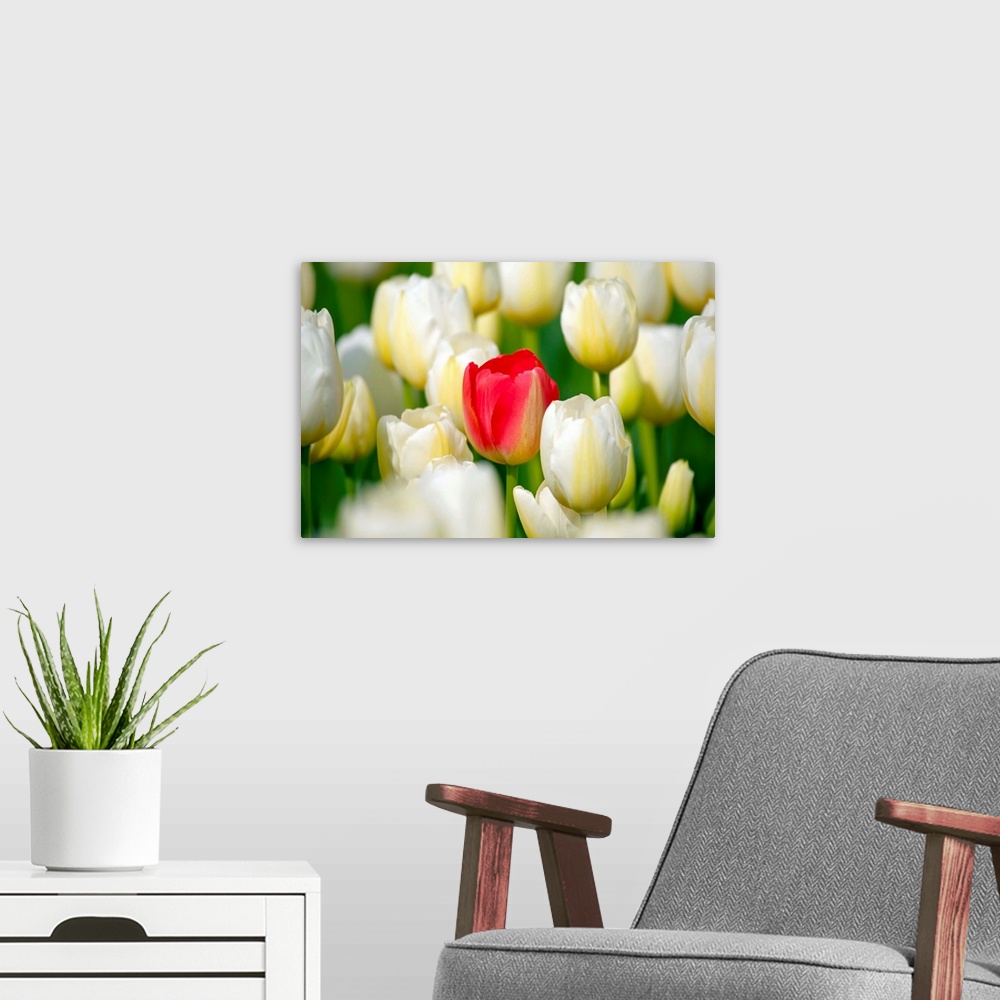 A modern room featuring Red Tulip In A Field Of White Tulips