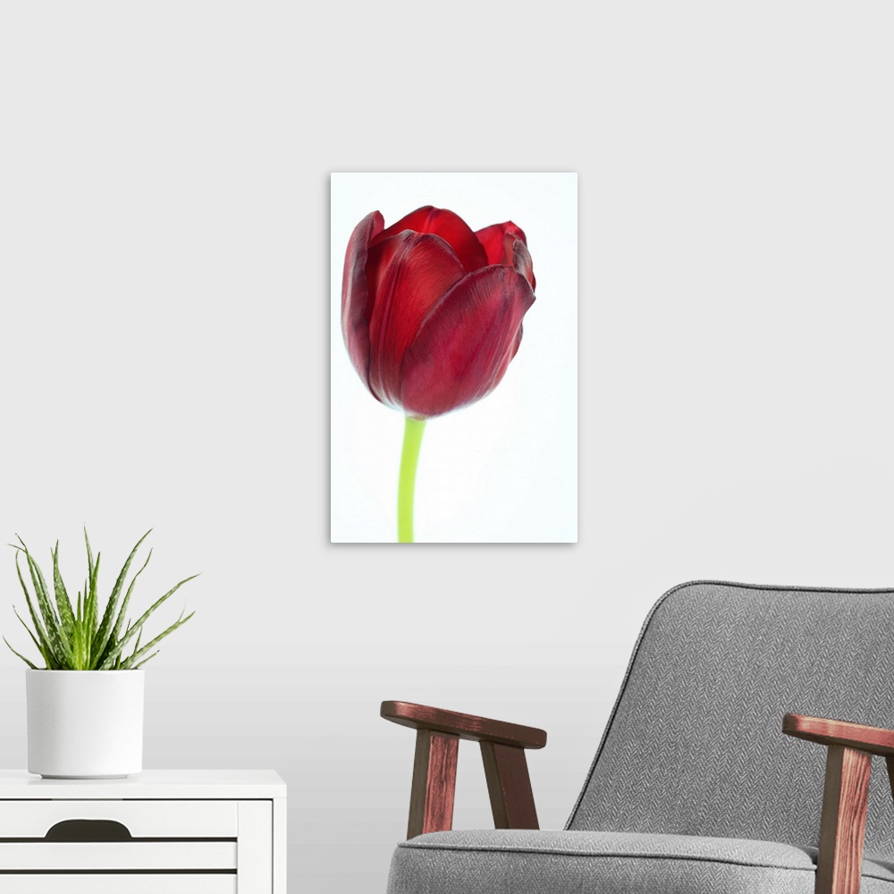A modern room featuring Close-up / macro of the exterior of a red tulip, it's petals and stem, on a white background. Sel...