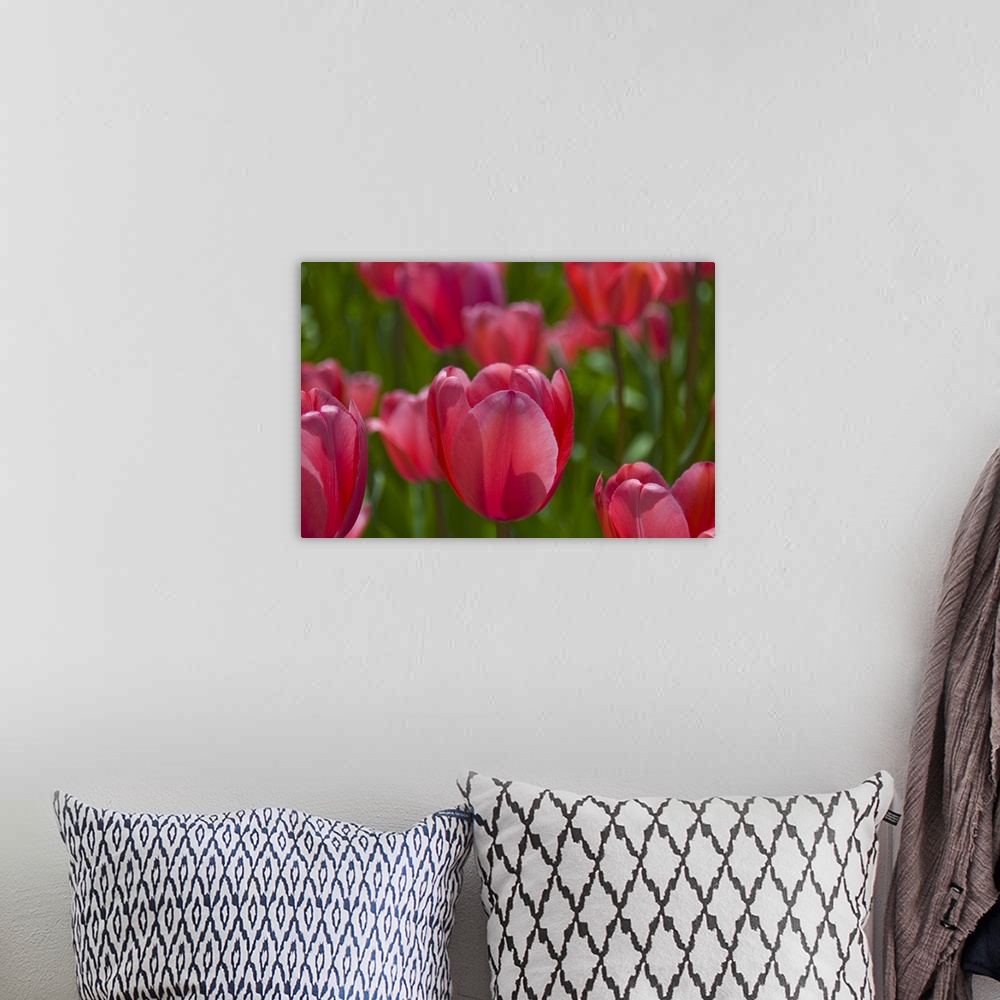 A bohemian room featuring Red tulips