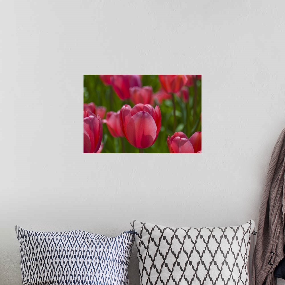 A bohemian room featuring Red tulips