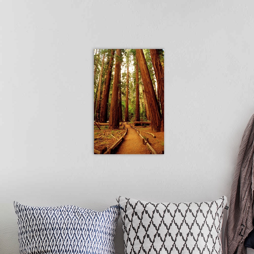A bohemian room featuring Redwoods Forest