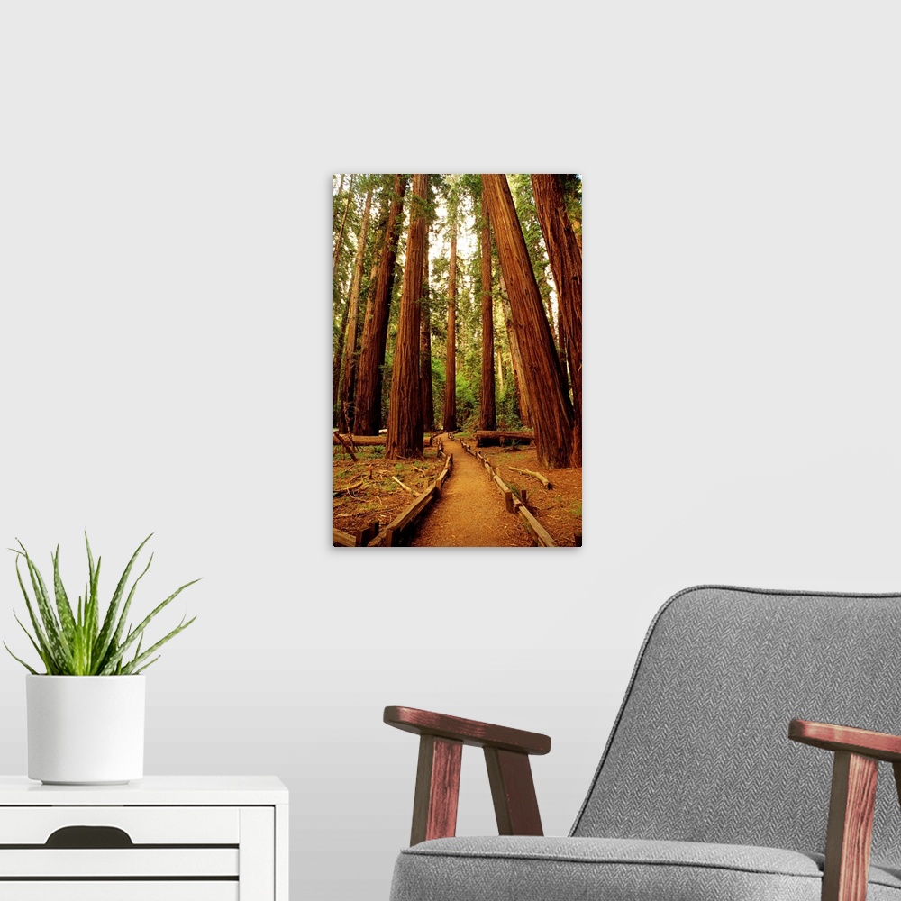A modern room featuring Redwoods Forest