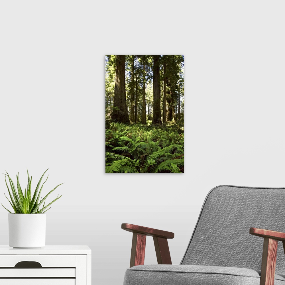 A modern room featuring Redwoods National Park, California