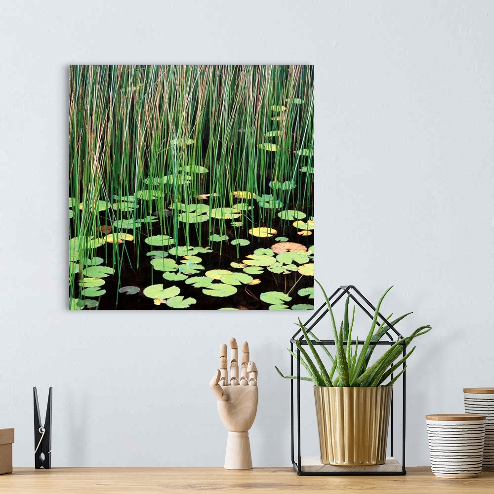 A bohemian room featuring Reed And Water Lillies In Pond, Arcadia National Park, Maine