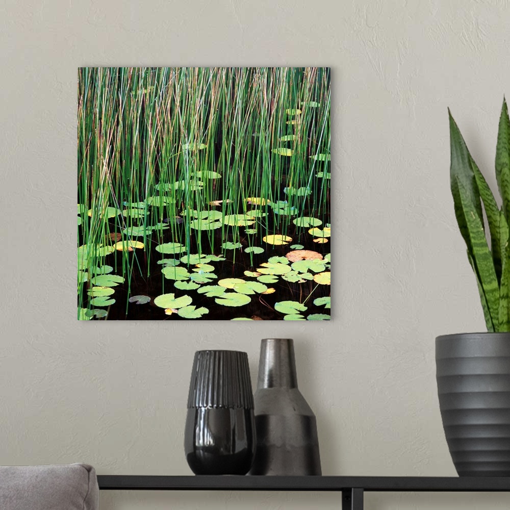A modern room featuring Reed And Water Lillies In Pond, Arcadia National Park, Maine