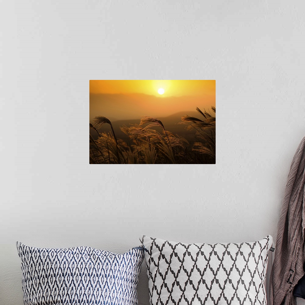 A bohemian room featuring Reeds sway in wind at sunset on one of many mountains on Jeju Island, South Korea.