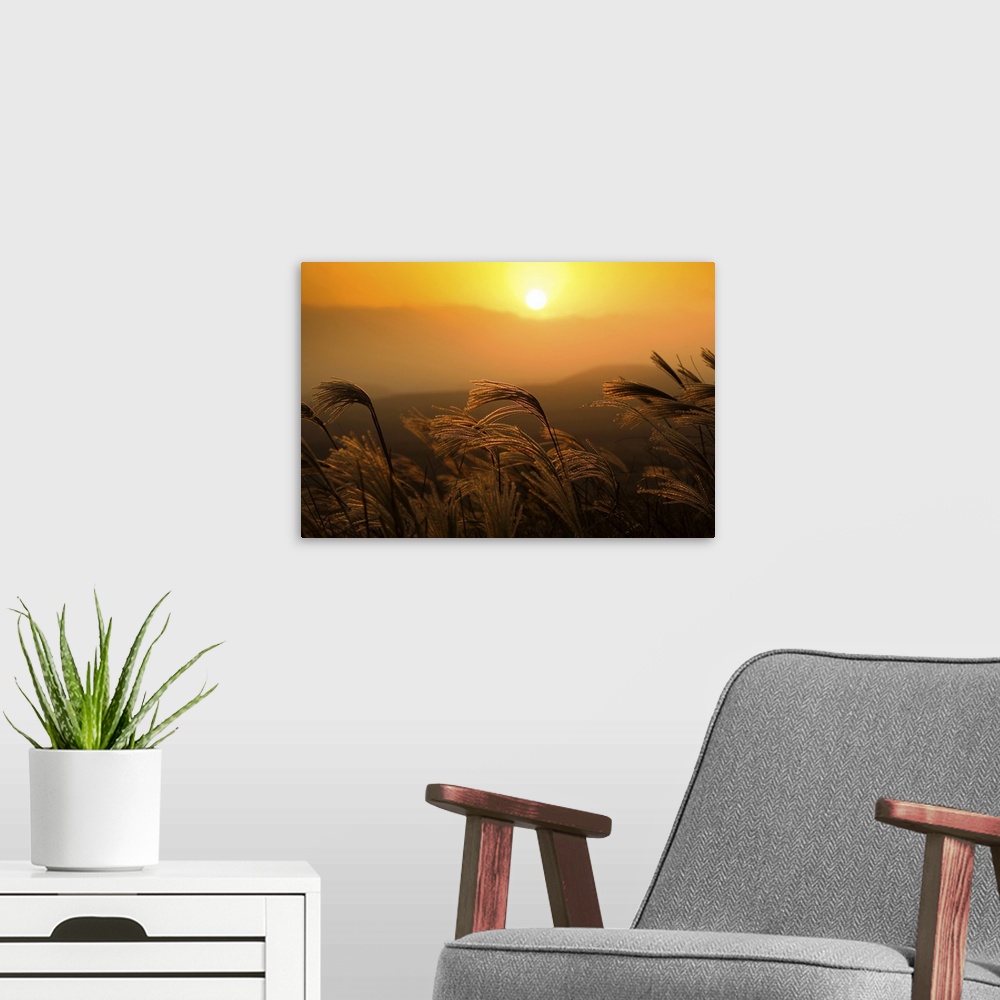A modern room featuring Reeds sway in wind at sunset on one of many mountains on Jeju Island, South Korea.