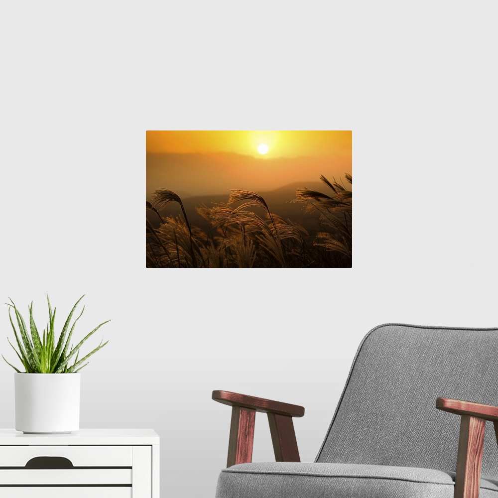 A modern room featuring Reeds sway in wind at sunset on one of many mountains on Jeju Island, South Korea.