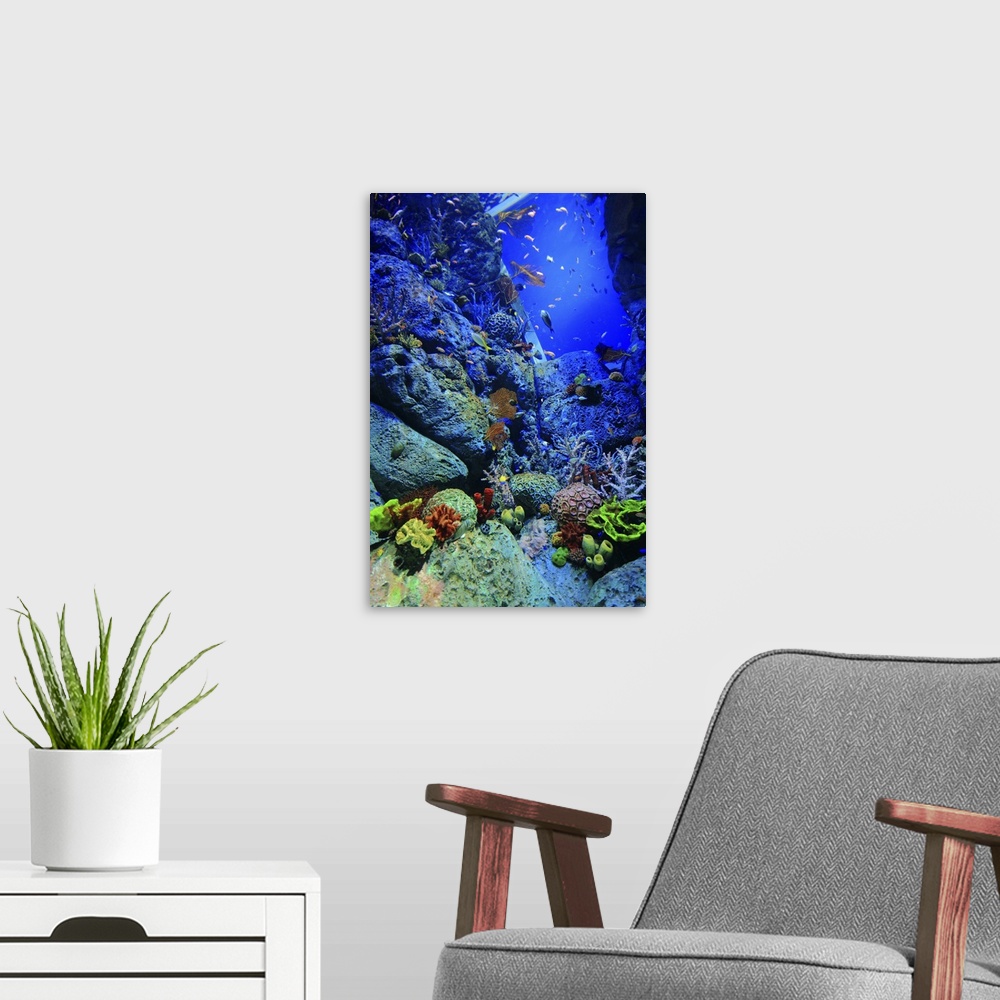 A modern room featuring Reef Scene, Singapore