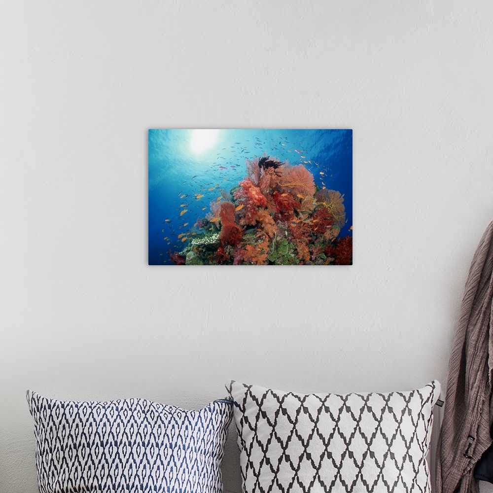 A bohemian room featuring Reef scenic of hard corals , soft corals and tropical fish , South Pacific