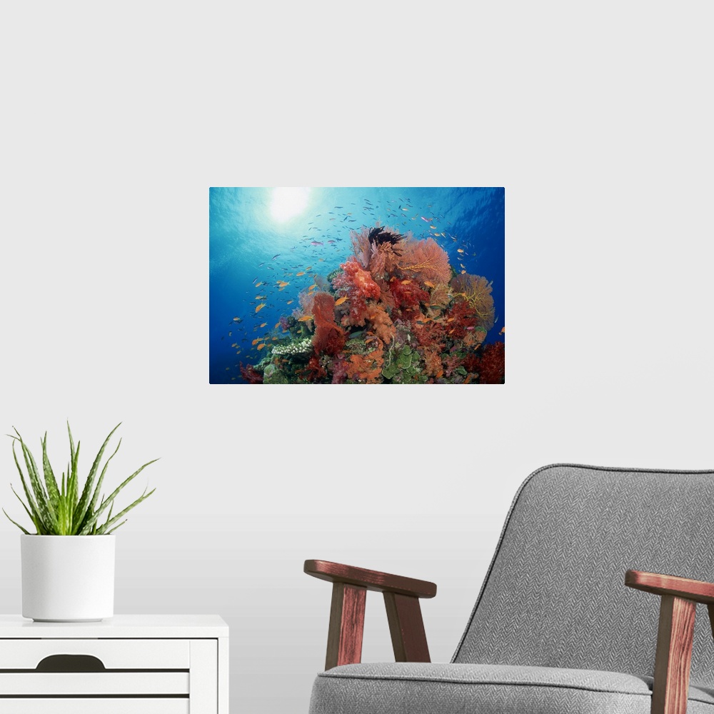 A modern room featuring Reef scenic of hard corals , soft corals and tropical fish , South Pacific