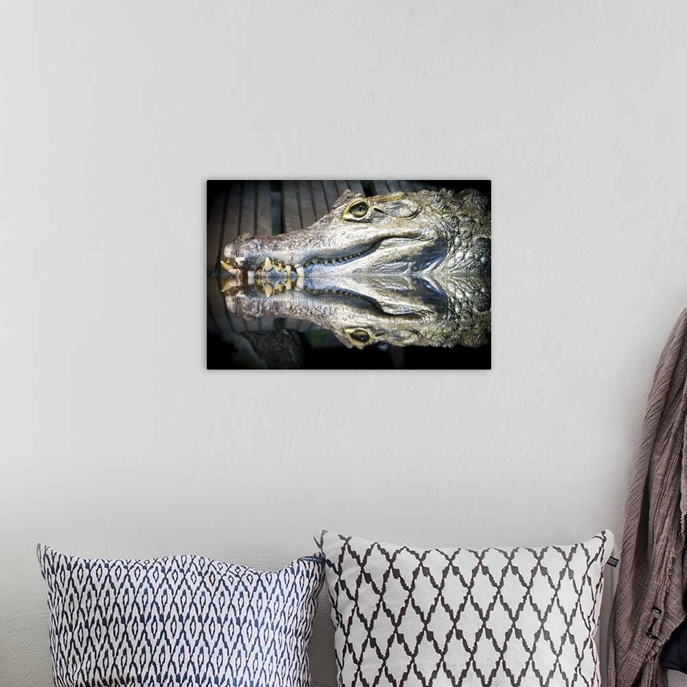 A bohemian room featuring Reflect crocodile reptile  in water.