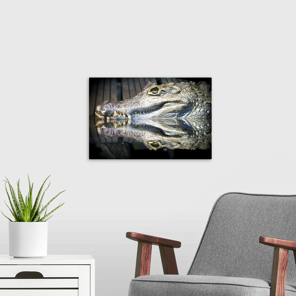 A modern room featuring Reflect crocodile reptile  in water.
