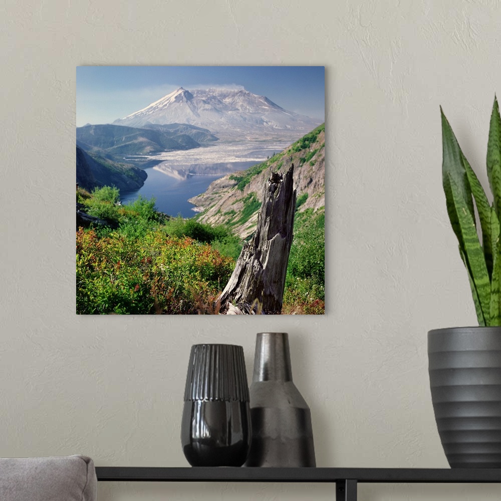 A modern room featuring Remains of tree contrast against new plant life with Mt. St. Helens in background, Washington.