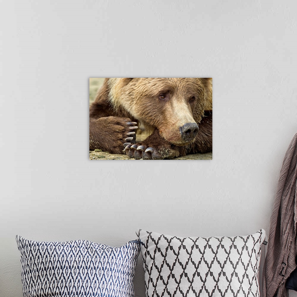 A bohemian room featuring USA, Alaska, Katmai National Park, Close-up of Grizzly Bear (Ursus arctos) resting along Geograph...