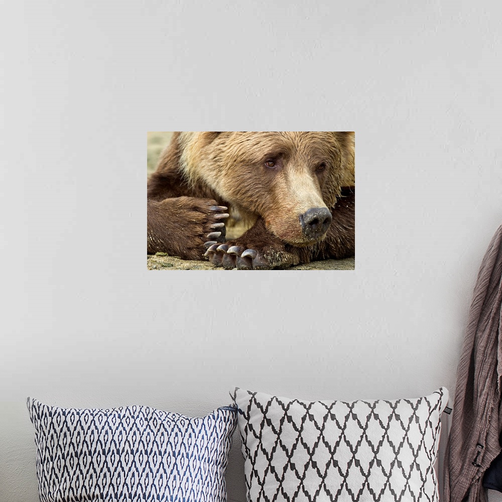A bohemian room featuring USA, Alaska, Katmai National Park, Close-up of Grizzly Bear (Ursus arctos) resting along Geograph...