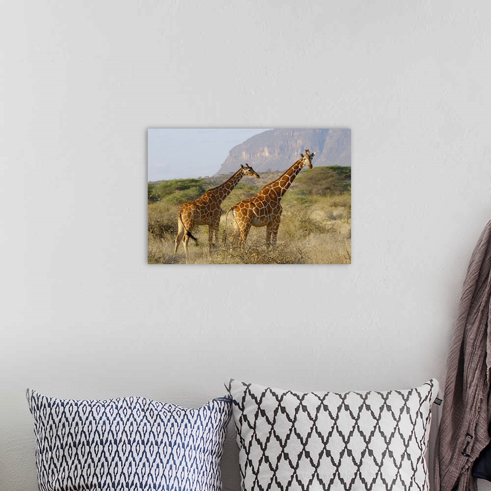 A bohemian room featuring Somali Giraffe, Reticulated Giraffe, Giraffa camelopardalis reticulata, SHABA NATIONAL RESERVE, K...