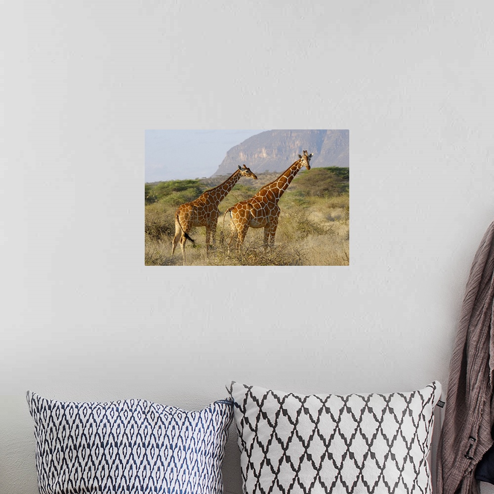 A bohemian room featuring Somali Giraffe, Reticulated Giraffe, Giraffa camelopardalis reticulata, SHABA NATIONAL RESERVE, K...