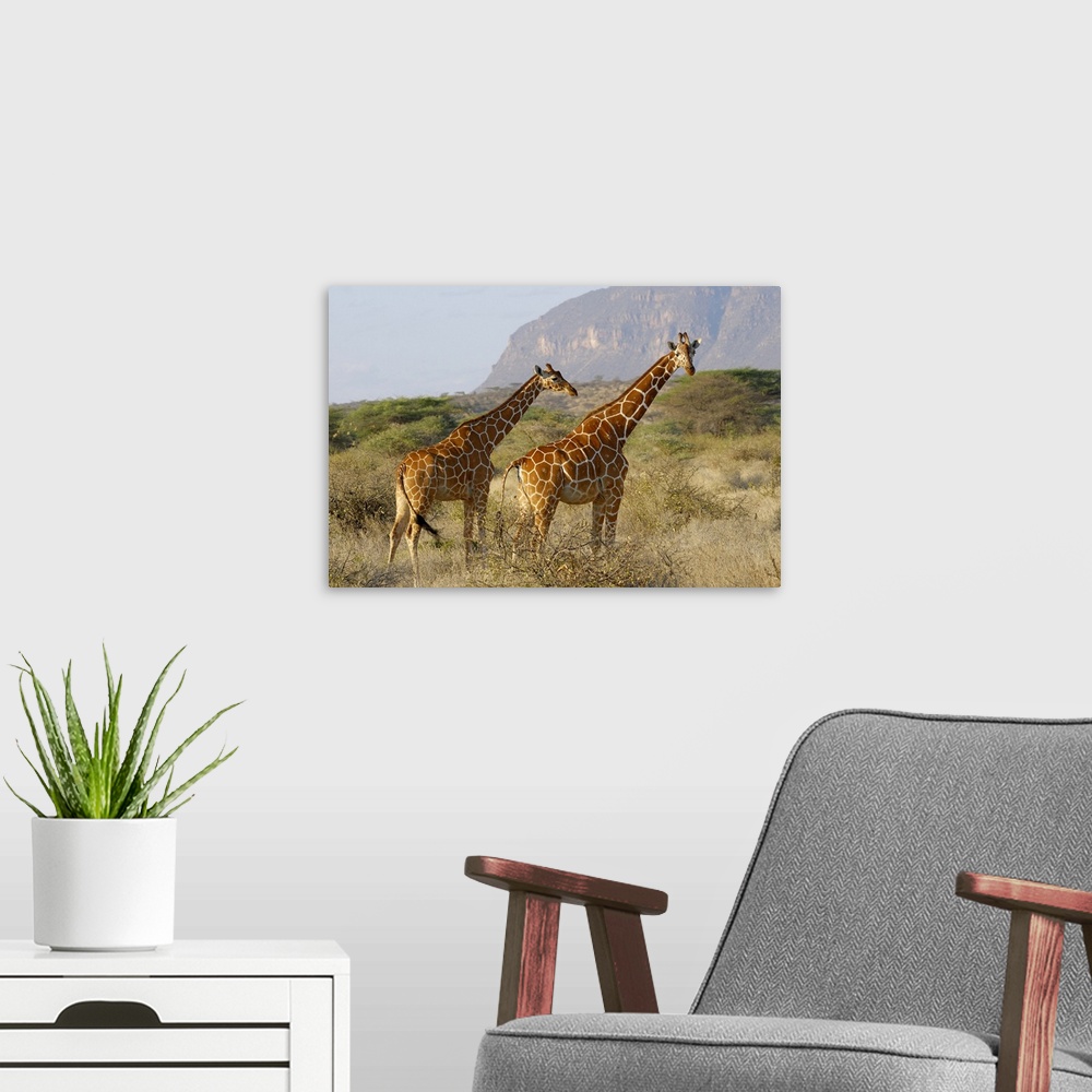 A modern room featuring Somali Giraffe, Reticulated Giraffe, Giraffa camelopardalis reticulata, SHABA NATIONAL RESERVE, K...