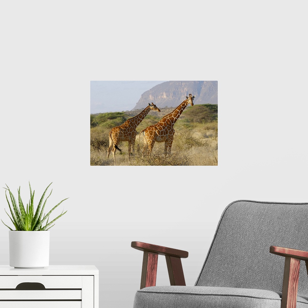 A modern room featuring Somali Giraffe, Reticulated Giraffe, Giraffa camelopardalis reticulata, SHABA NATIONAL RESERVE, K...