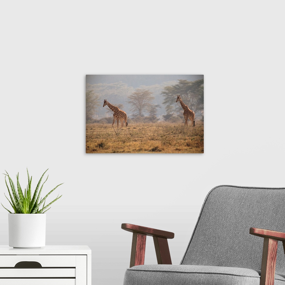 A modern room featuring Reticulated giraffes , Nakuru National Park , Kenya , Africa