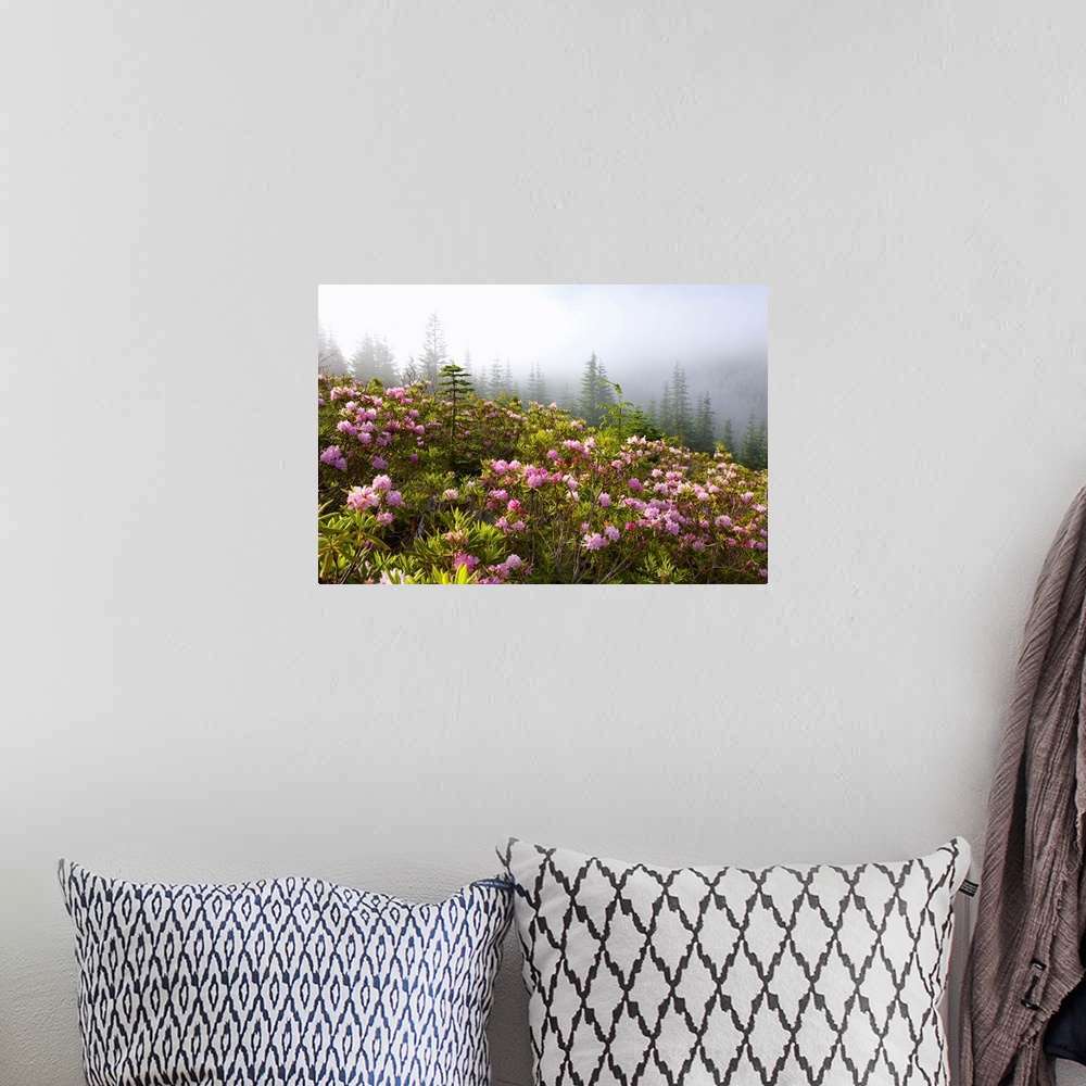 A bohemian room featuring Rhododendron Bushes And Morning Fog Along Lolo Pass