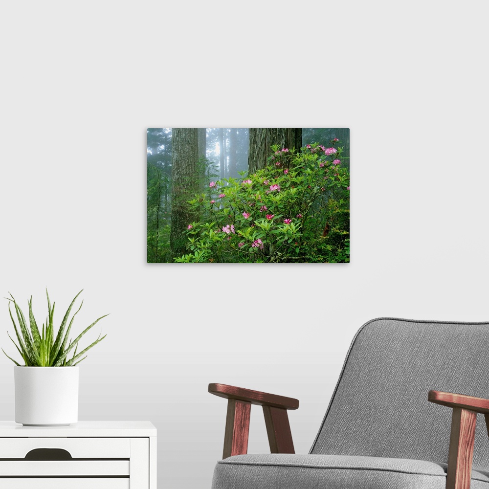 A modern room featuring Rhododendrons Among Redwoods
