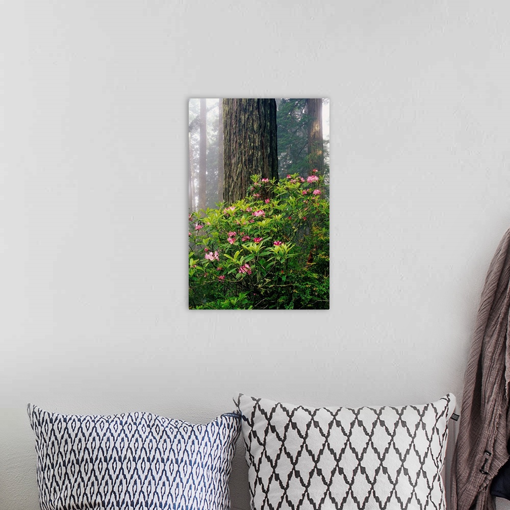A bohemian room featuring Rhododendrons And A Redwood