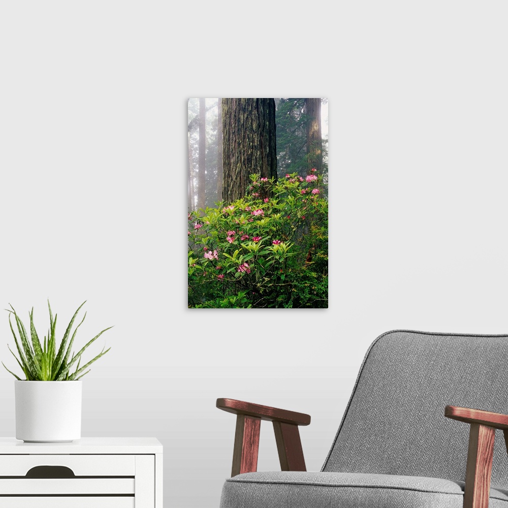A modern room featuring Rhododendrons And A Redwood