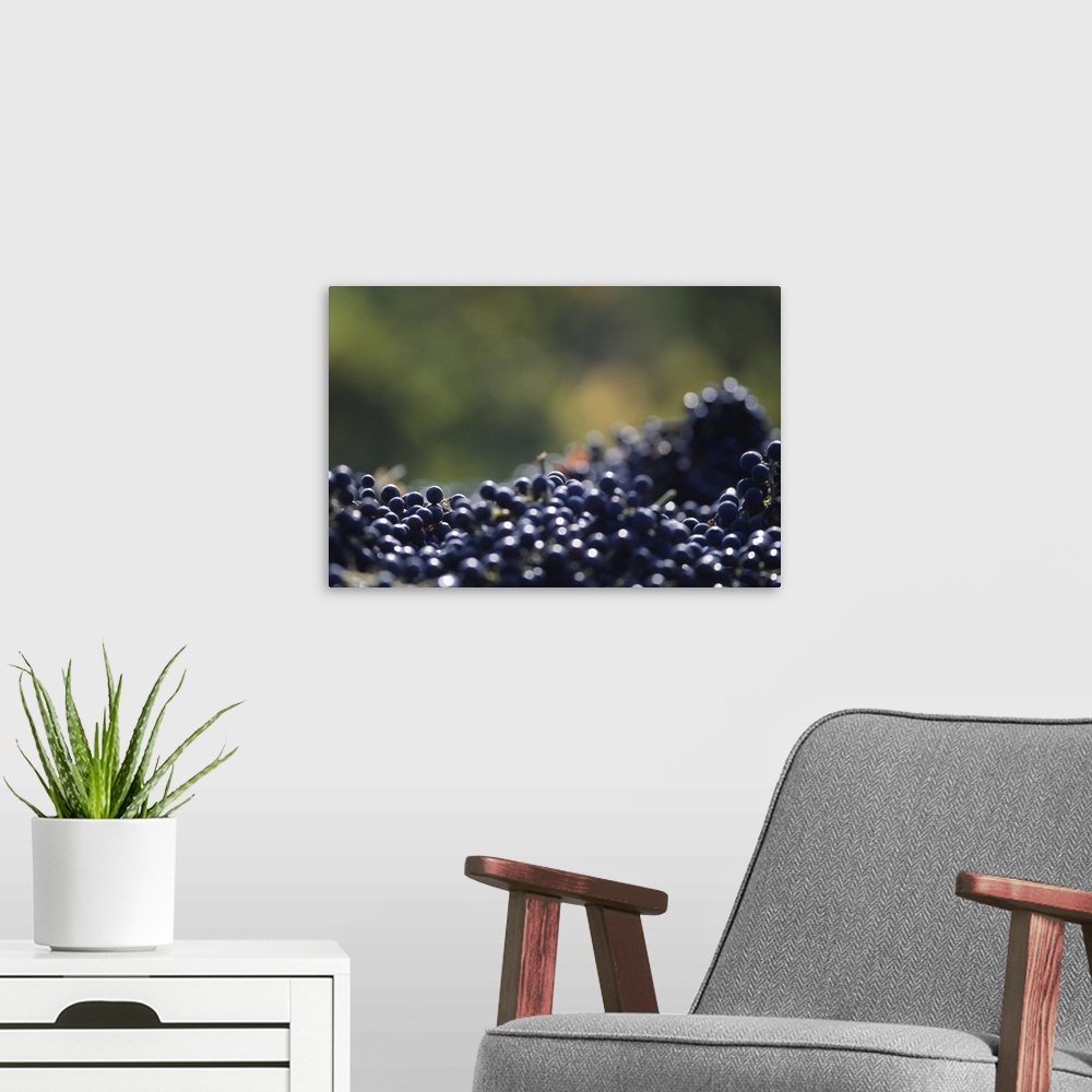 A modern room featuring Ripe grapes, Napa Valley, CA, USA, (Close-up)