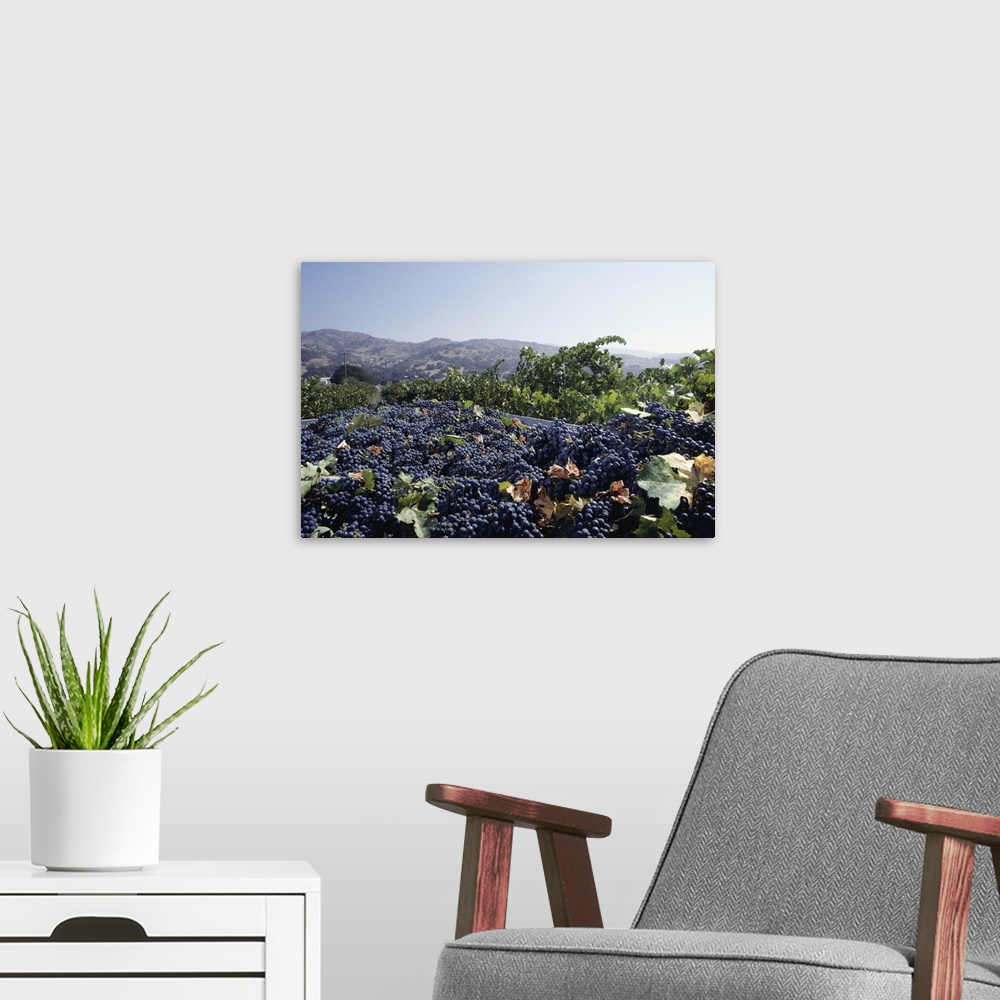 A modern room featuring Ripe grapes, view of Napa Valley in background, CA, USA