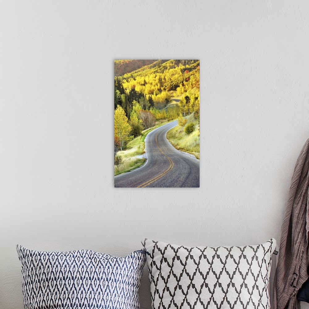 A bohemian room featuring Road leading to Cascade Springs to Alpine Loop.
