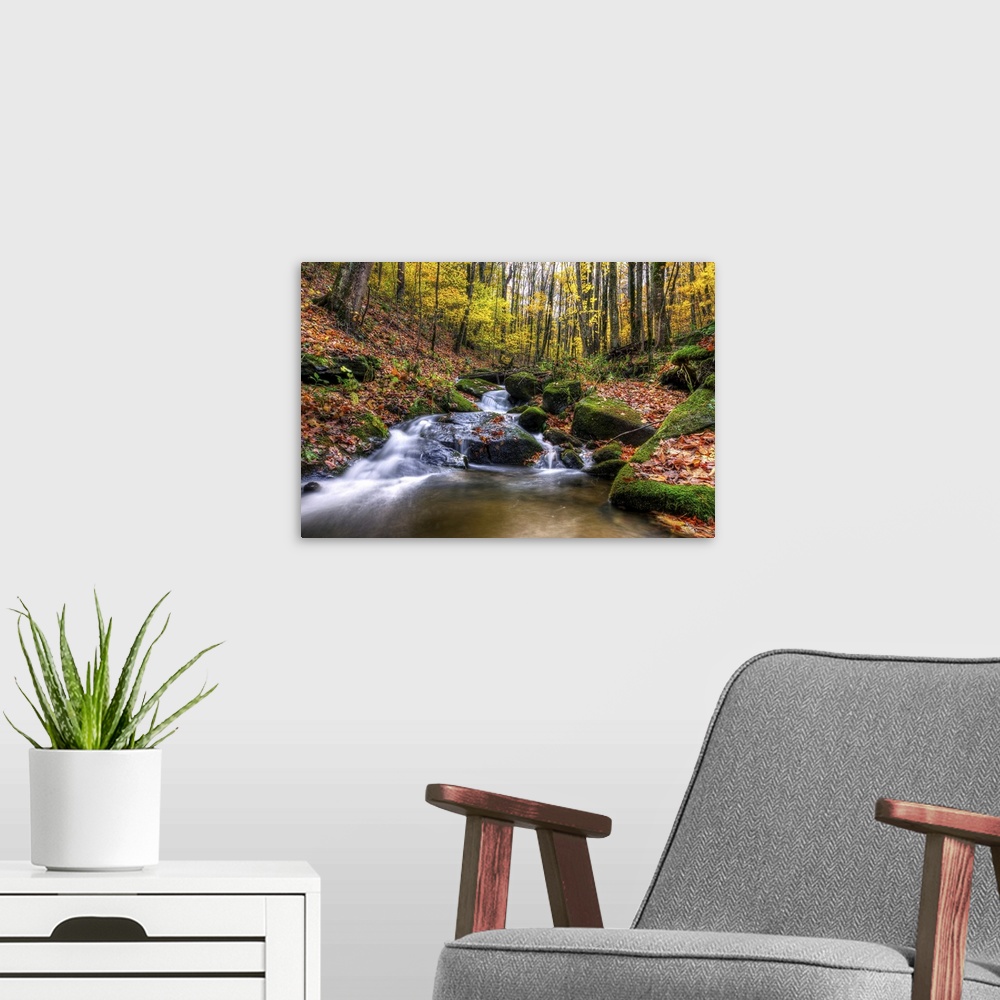 A modern room featuring Beautiful stream cascades through forest in autumn, Roan Mountain.