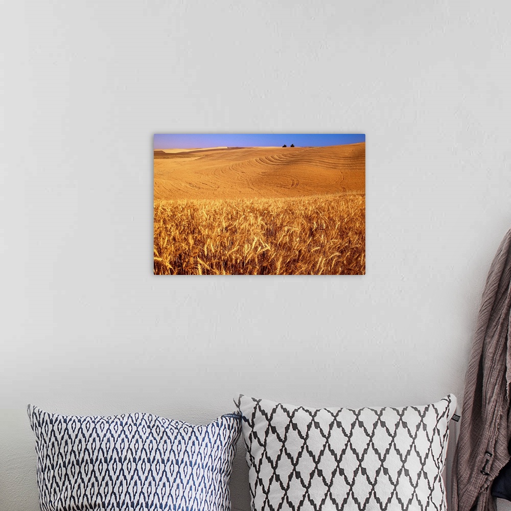 A bohemian room featuring Original caption: A wheat field in eastern Washington at harvest time.