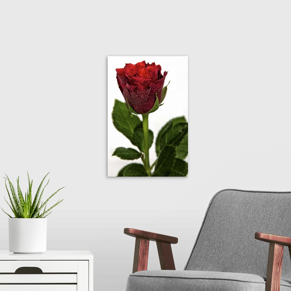 A modern room featuring Rose against white background, UK.