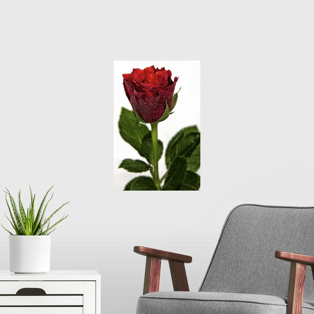 A modern room featuring Rose against white background, UK.