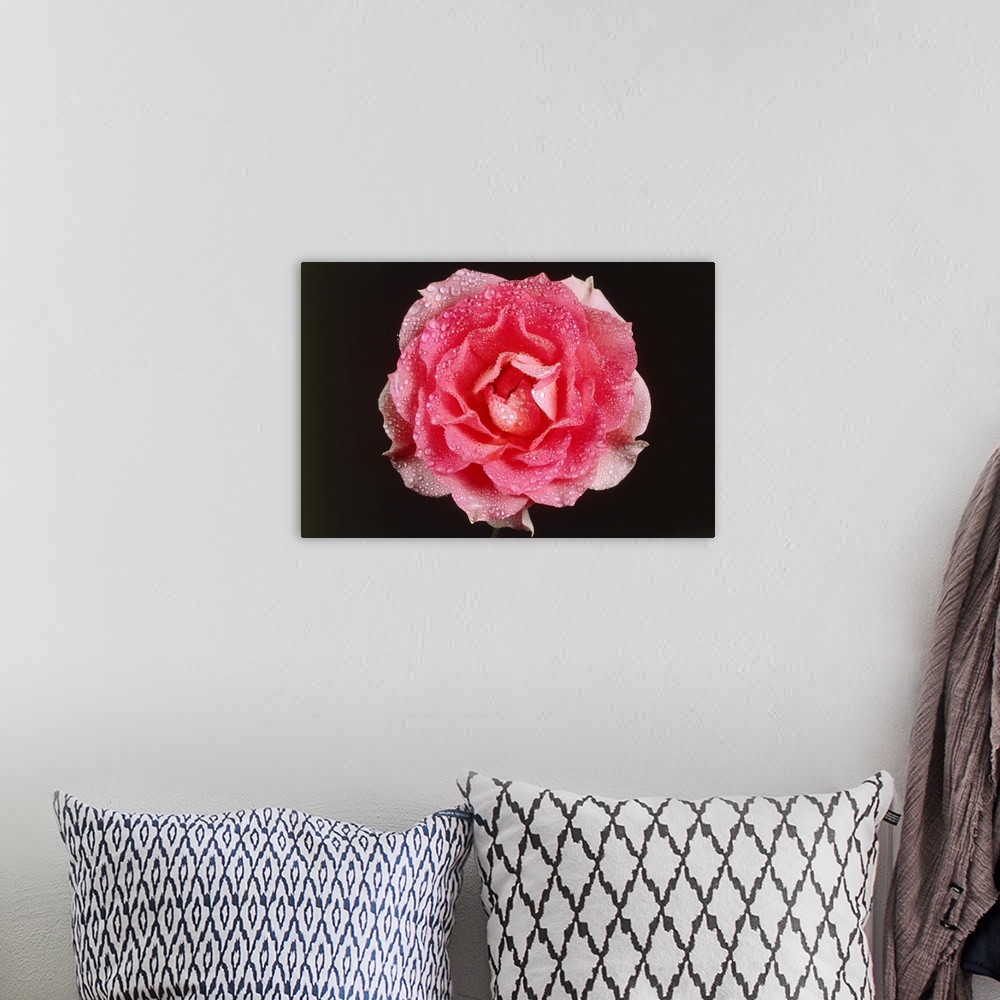 A bohemian room featuring Rose In Front Of A Black Background